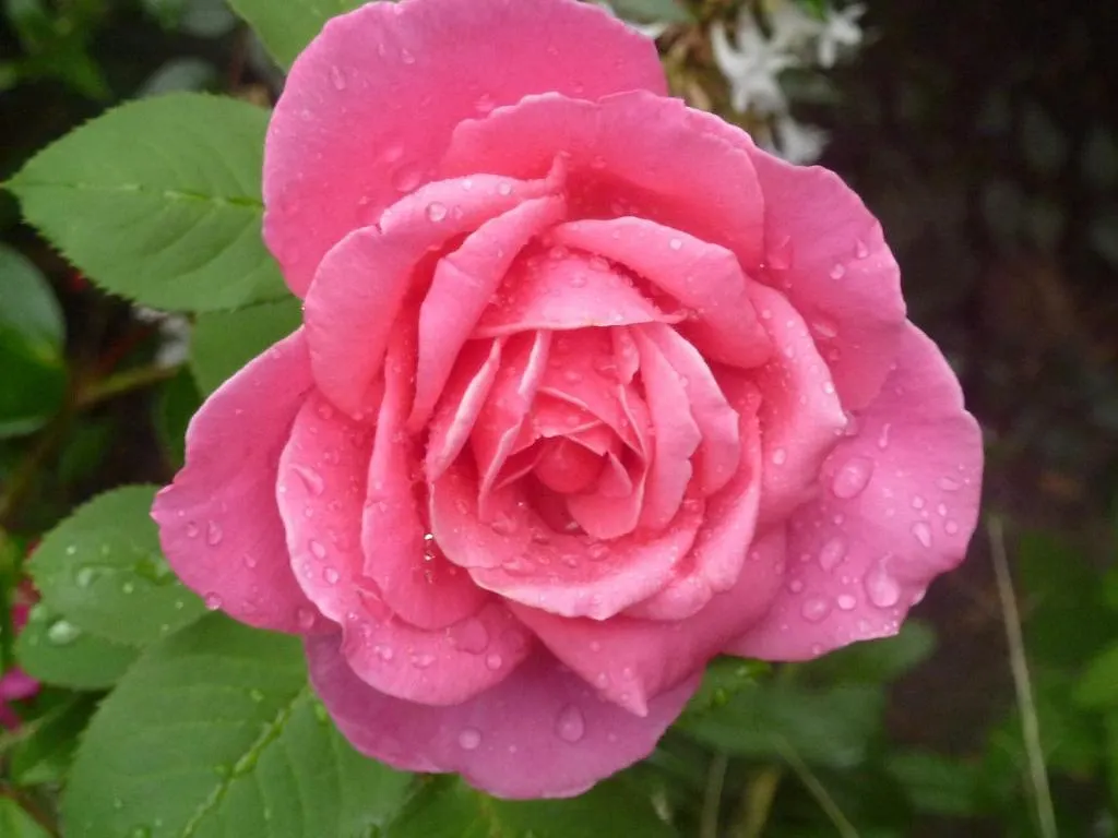 Bed & Breakfast La Villa Des Violettes Toulouse